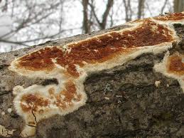 Attēlu rezultāti vaicājumam “Ceriporiopsis resinascens”