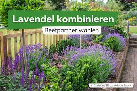 Image result for Lavendel