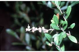 Attēlu rezultāti vaicājumam “Chamaedaphne calyculata”