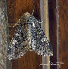 Attēlu rezultāti vaicājumam “Mamestra brassicae exuvia”