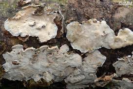 Attēlu rezultāti vaicājumam “Skeletocutis carneogrisea”