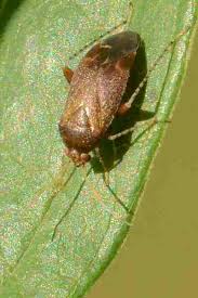 Attēlu rezultāti vaicājumam “Psallus sp.”