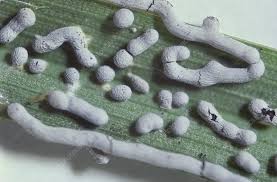 Attēlu rezultāti vaicājumam “Physarum penetrale spores”