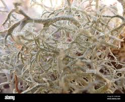 Attēlu rezultāti vaicājumam “Cladonia ciliata”