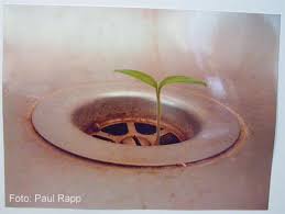Für ein Novum beim N+Fotowettbewerb sorgte da- gegen Paul Rapp. Sein Foto eines Pflanzentriebs, sonderpreis: paul rapp, n+fotowettbewerb 2012, ... - sonderpreis