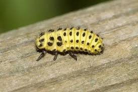 Attēlu rezultāti vaicājumam “Psyllobora vigintiduopunctata larva”