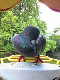 Image result for Abbeyton & Broomfield Racing Pigeons