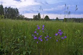 Attēlu rezultāti vaicājumam “Campanula patula fruit”