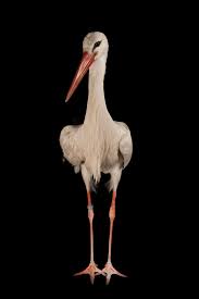 Attēlu rezultāti vaicājumam “Ciconia ciconia”