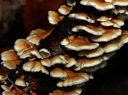 Attēlu rezultāti vaicājumam “Plicaturopsis crispa”