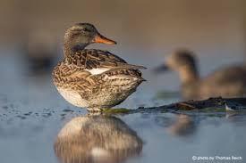 Attēlu rezultāti vaicājumam “Anas strepera female”