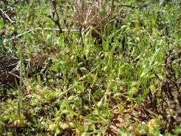 Attēlu rezultāti vaicājumam “Spergularia marina”