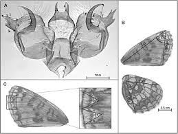 Attēlu rezultāti vaicājumam “Mellicta athalia underside”