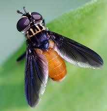 Attēlu rezultāti vaicājumam “Trichia longipalpis”