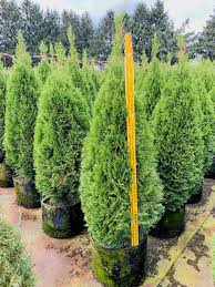 Attēlu rezultāti vaicājumam “Thuja occidentalis”