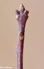 Attēlu rezultāti vaicājumam “Quercus rubra bud”