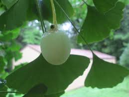 Attēlu rezultāti vaicājumam “Ginkgo biloba fruit”