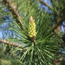 Attēlu rezultāti vaicājumam “Pinus sylvestris male flower”