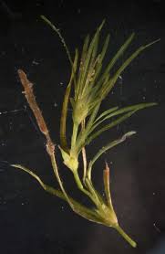 Attēlu rezultāti vaicājumam “Najas tenuissima”