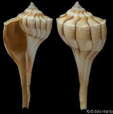 Image result for Sinistrofulgur perversum