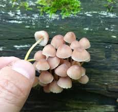 Attēlu rezultāti vaicājumam “Mycena renati”
