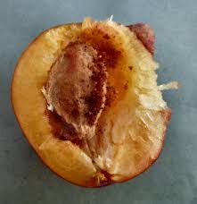 Attēlu rezultāti vaicājumam “Grapholita funebrana larva”