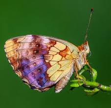 Attēlu rezultāti vaicājumam “Brenthis daphne”