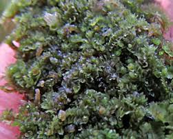 Attēlu rezultāti vaicājumam “Lophozia capitata”