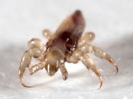 Attēlu rezultāti vaicājumam “Pediculus humanus capitis”