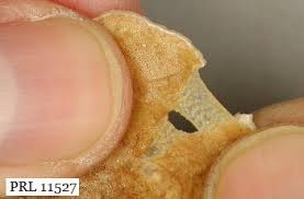 Attēlu rezultāti vaicājumam “Gloeoporus dichrous”