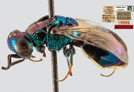 Attēlu rezultāti vaicājumam “Chrysididae”