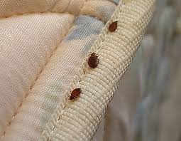Image result for insect poop
