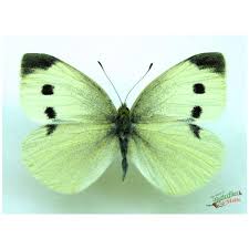 Attēlu rezultāti vaicājumam “Pieris napi”