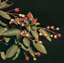 Attēlu rezultāti vaicājumam “Amelanchier spicata fruit”