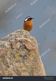 Image result for Phoenicurus moussieri