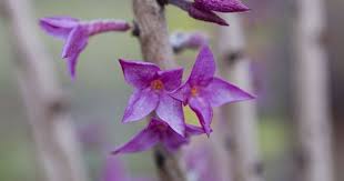 Attēlu rezultāti vaicājumam “Daphne mezereum fruit”