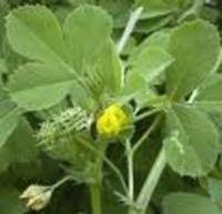 Attēlu rezultāti vaicājumam “Medicago”