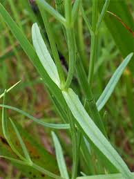 Attēlu rezultāti vaicājumam “Stellaria palustris leaf”