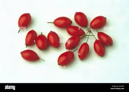 Attēlu rezultāti vaicājumam “Berberis vulgaris fruit”