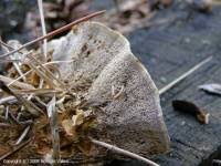 Attēlu rezultāti vaicājumam “Onnia triquetra”