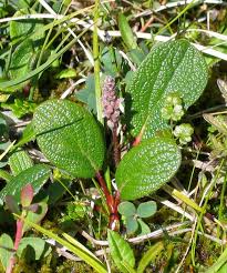 Attēlu rezultāti vaicājumam “Chionaspis salicis imago”