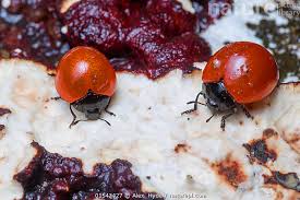 Attēlu rezultāti vaicājumam “Erotylidae”