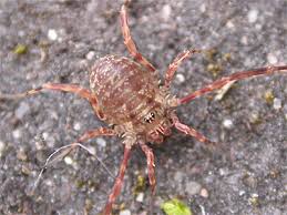 Attēlu rezultāti vaicājumam “Lophopilio palpinalis”