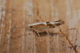 Attēlu rezultāti vaicājumam “Argyresthia pruniella”