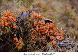 Attēlu rezultāti vaicājumam “Leocarpus fragilis young”