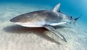 Image result for Carcharhinus obscurus