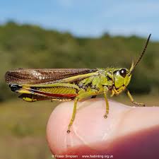 Attēlu rezultāti vaicājumam “Stethophyma grossum”