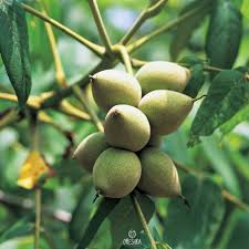 Attēlu rezultāti vaicājumam “Juglans mandshurica”