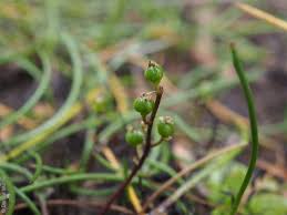 Attēlu rezultāti vaicājumam “Triglochin palustre fruit”