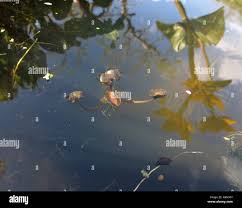 Attēlu rezultāti vaicājumam “Hydrocharis morsus-ranae bud”